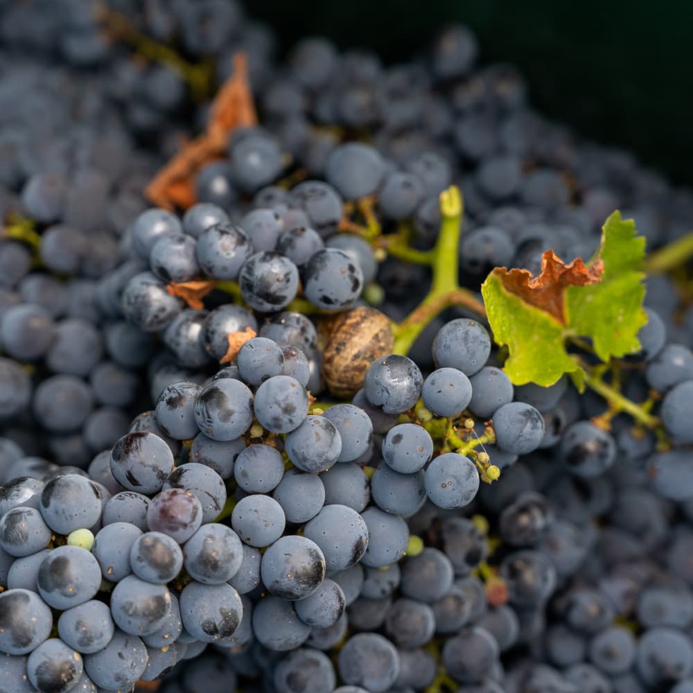 Сбор винограда - 0