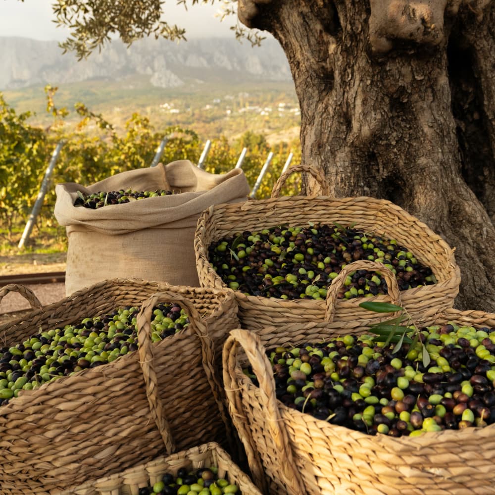 Праздник сбора оливок - 0