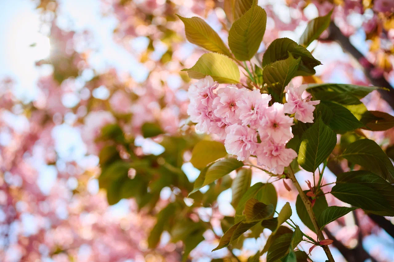 Цветение сакуры в России: где посмотреть