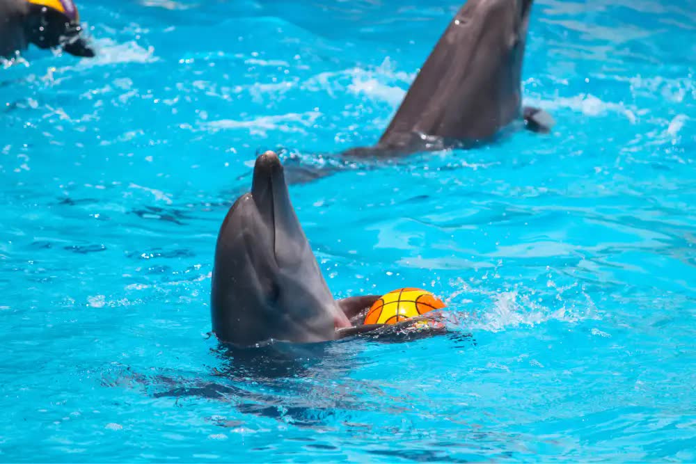 dolphins-show.jpg