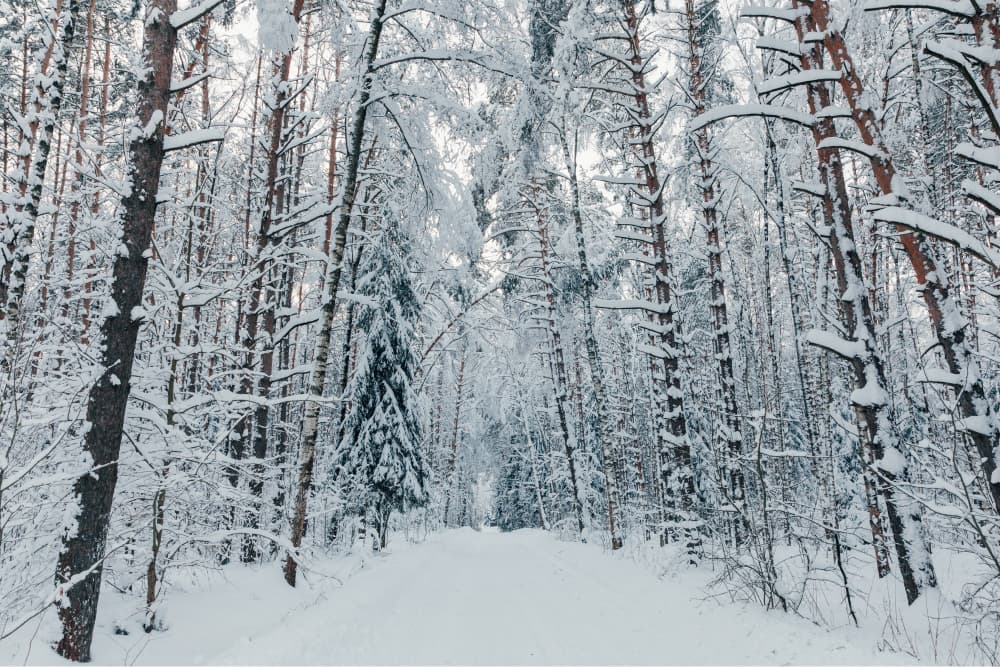 winter-forest-road.jpg